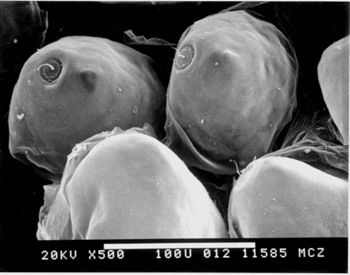 Media type: image; Herpetology R-156301